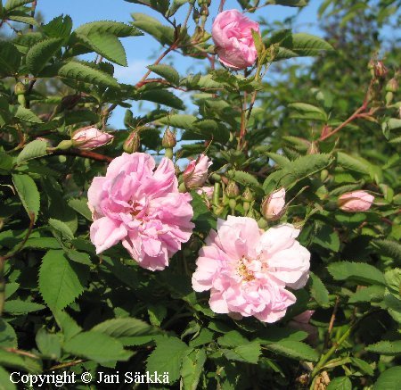 Rosa Centifolia-Ryhmä 'Onni'